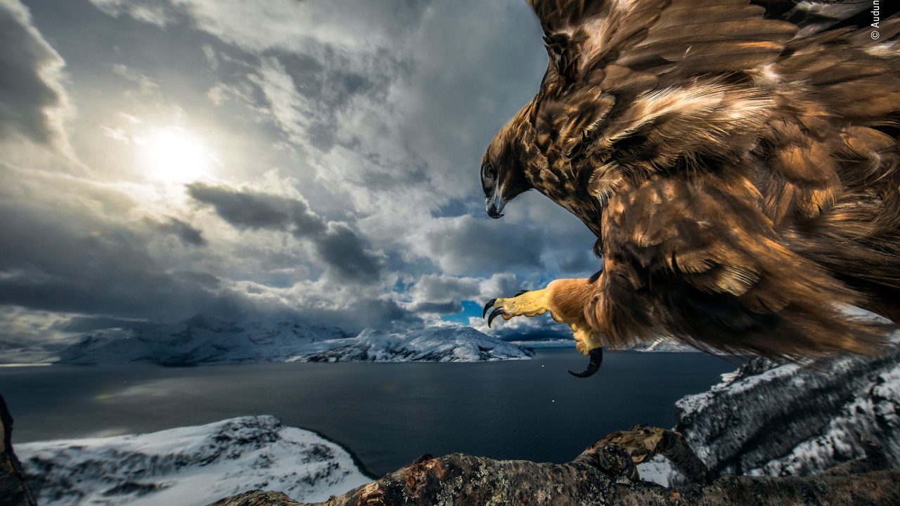 Wildlife Photographer of the Year 2019 Results Announced