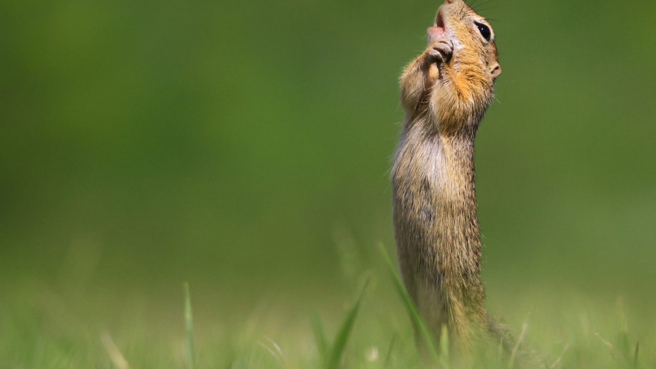 Comedy Wildlife Photography Awards 2020 Winners Announced